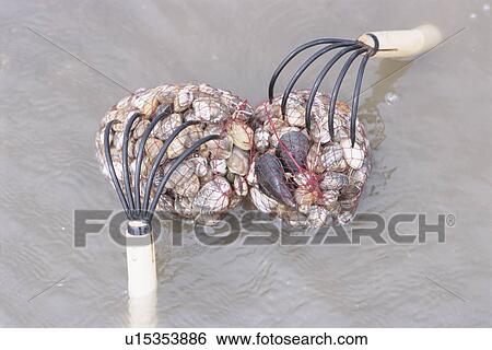 Stock Photograph - Clams in a Fishing Net. Fotosearch