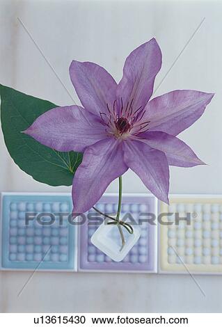 Clematis flower View Large Photo Image Stock Image - Clematis flower. Fotosearch