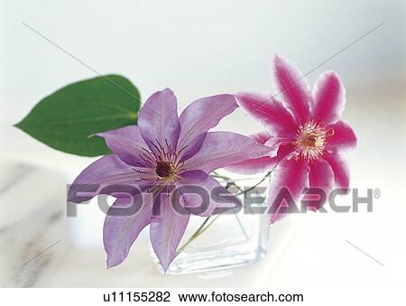 Stock Image - Clematis flowers in a small vase. Fotosearch