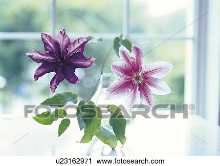 Clematis flowers in a vase on a windowsill View Large Photo Image Stock Image - Clematis flowers in a vase on a windowsill. Fotosearch