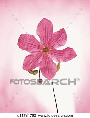 Stock Image - Clematis, pink background. Fotosearch