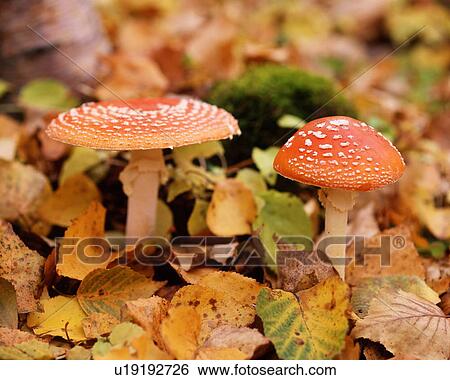 Close Up Image of Amanita Muscaria View Large Photo Image Stock Photograph - Close Up Image of Amanita Muscaria. Fotosearch