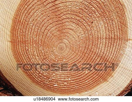 Close Up Image of Annual Growth Ring View Large Photo Image Picture - Close Up Image of Annual Growth Ring. Fotosearch