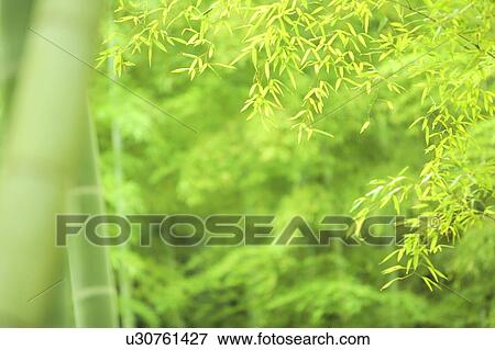Stock Photo - Close Up Image of Bamboo Grass. Fotosearch