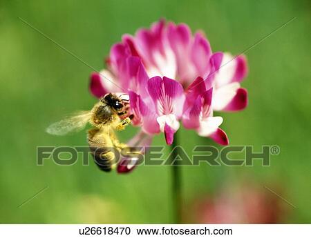 Stock Image - Close Up Image of Bee and Chinese Milk Vetch. Fotosearch