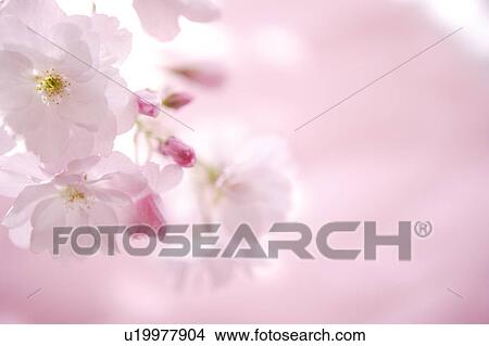 Close Up Image of Cherry Blossom View Large Photo Image Picture - Close Up Image of Cherry Blossom. Fotosearch