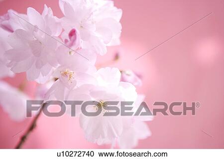 Stock Image - Close Up Image of Cherry Blossom. Fotosearch