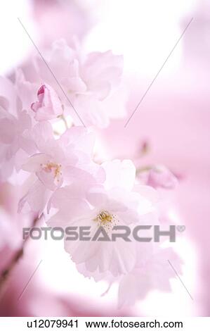 Close Up Image of Cherry Blossom View Large Photo Image Stock Image - Close Up Image of Cherry Blossom. Fotosearch