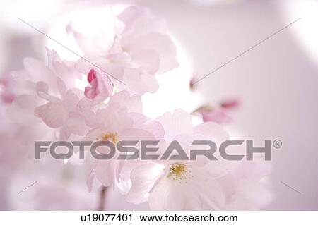 Stock Image - Close Up Image of Cherry Blossom. Fotosearch