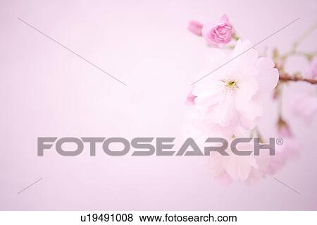 Stock Photo - Close Up Image of Cherry Blossom. Fotosearch