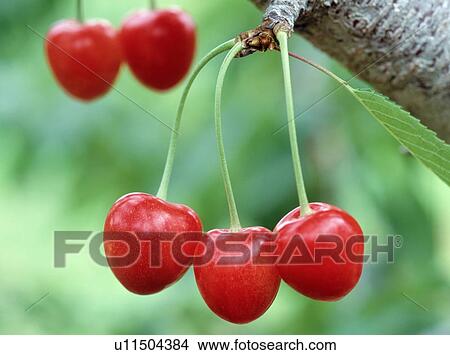 Picture - Close Up Image of Cherry. Fotosearch