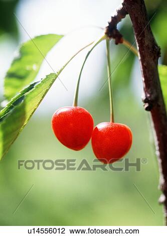 Stock Image - Close Up Image of Cherry. Fotosearch