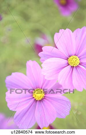 Picture - Close Up Image of Cosmos. Fotosearch