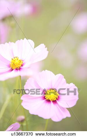 Close Up Image of Cosmos View Large Photo Image Stock Image - Close Up Image of Cosmos. Fotosearch