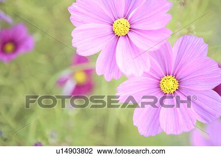 Stock Image - Close Up Image of Cosmos. Fotosearch
