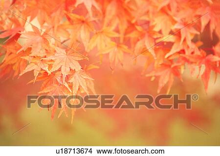 Picture - Close Up Image of Red Maple Tree Leaf. Fotosearch