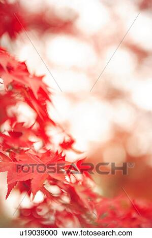 Stock Image - Close Up Image of Red Maple Tree Leaf. Fotosearch