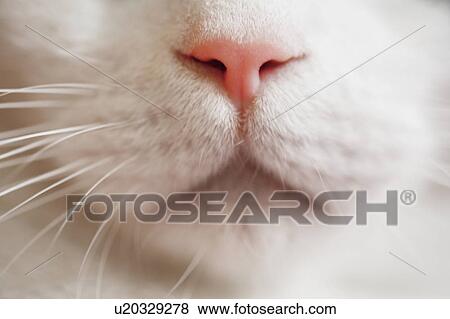 Stock Photo - Close-up of a cat's face. Fotosearch