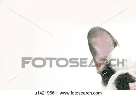 Stock Image - Close-up of a dog's face. Fotosearch