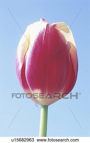 Stock Image - Close-up of a red tulip. Fotosearch