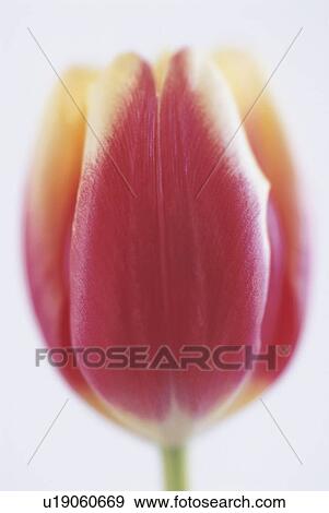 Stock Photo - Close-up of a red tulip. Fotosearch