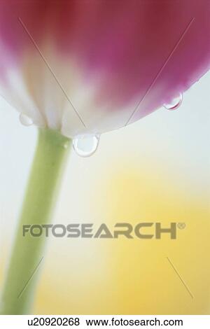 Stock Photo - Close-up of a red tulip. Fotosearch