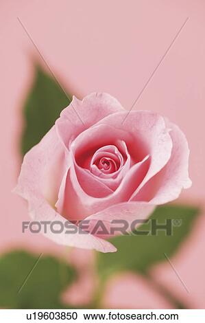 Stock Image - Close-up of a rose. Fotosearch