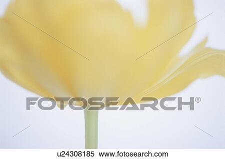 Close-up of a yellow tulip View Large Photo Image Stock Photography - Close-up of a yellow tulip. Fotosearch
