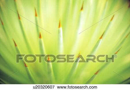 Stock Photo - Close up of Agave. Fotosearch