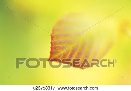 Stock Photo - Close-up of Autumn leaf. Fotosearch