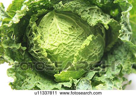 Stock Image - Close-up of cabbage. Fotosearch