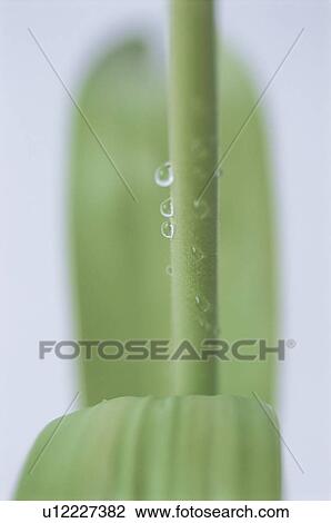 Stock Image - Close up of dew drops on a plant stem. Fotosearch