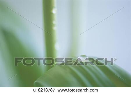 Stock Photo - Close up of dew drops on a plant stem. Fotosearch