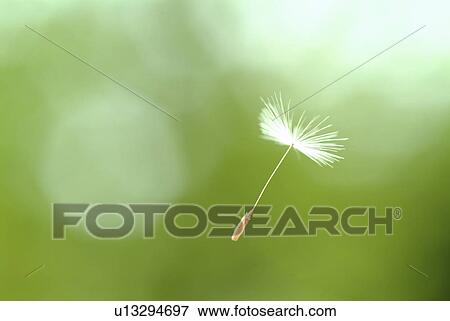 Stock Photo - Close-up of floating dandelion seed. Fotosearch