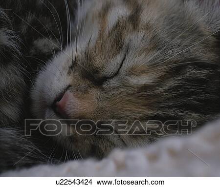 Close-up of kitten sleeping View Large Photo Image Picture - Close-up of kitten sleeping. Fotosearch