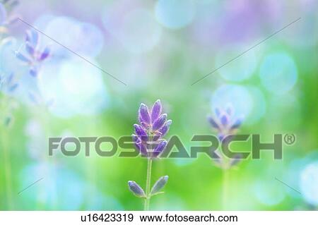 Stock Photo - Close-up of lavender. Fotosearch