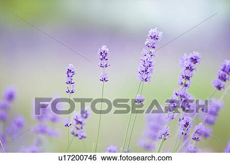 Stock Photograph - Close-up of lavender. Fotosearch
