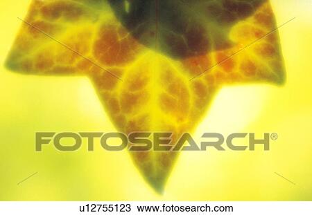 Close-up of leaf View Large Photo Image Stock Image - Close-up of leaf. Fotosearch