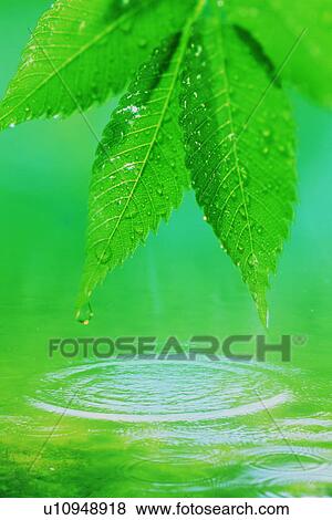 Stock Photo - Close-up of leaves over water. Fotosearch