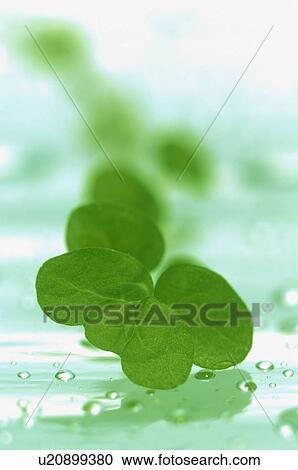 Stock Image - Close-up of leaves. Fotosearch