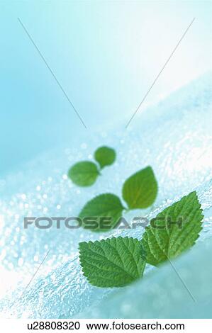Stock Image - Close-up of leaves. Fotosearch
