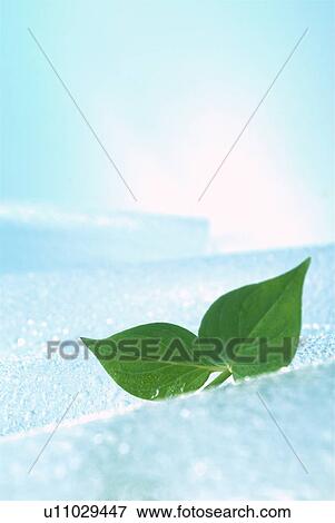 Close-up of leaves View Large Photo Image Stock Photo - Close-up of leaves. Fotosearch