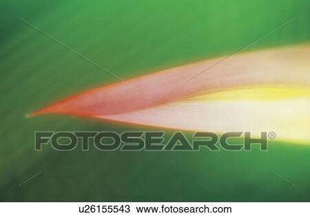 Close-up of lotus leaf View Large Photo Image Stock Image - Close-up of lotus leaf. Fotosearch