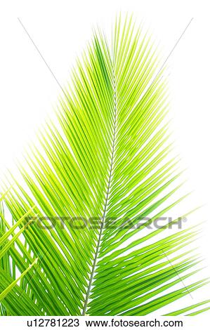 Stock Image - Close up of palm leaf, white background. Fotosearch
