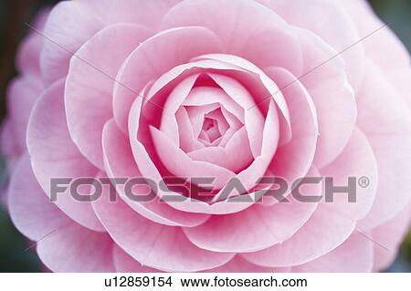 Close up of pink camellia View Large Photo Image Picture - Close up of pink camellia. Fotosearch