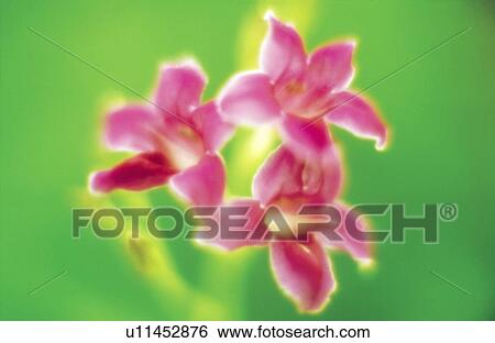 Stock Photograph - Close up of pink flowers, green background, soft focus. Fotosearch