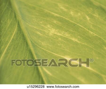 Stock Photo - Close-up of pothos leaf. Fotosearch