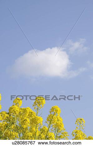Stock Photo - Close-up of rapeseed flowers, against a blue cloudy sky. Fotosearch