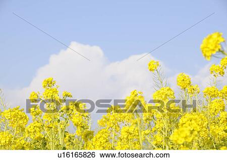 Stock Photograph - Close-up of rapeseed flowers, against a blue cloudy sky. Fotosearch