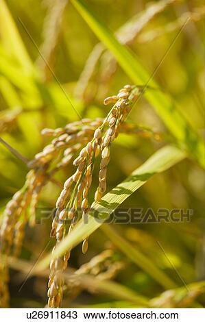 Stock Image - Close-up of rice crop. Fotosearch
